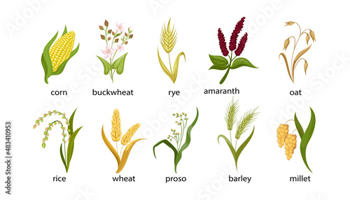 Cereal crops cartoon illustration collection. Out, corn, buckwheat, rye, amaranth, rice, spikelet of wheat, proso, barley, millet with green leaves isolated on white background. Plant, flowers concept