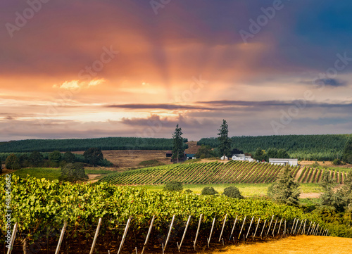 a vineyard in hill country just south of Salem, Oregon