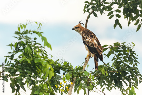 Bird of Sri Lanka. Jerdon's Baza (Aviceda subcristata) perched on a branch.Safari tour in Yala National Park. Sri Lanka.