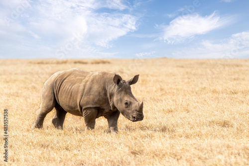 Baby rhino, White rhinoceros or square-lipped rhinoceros, Ceratotherium simum, calf walking in Ol Pejeta Conservancy, Kenya, East Africa