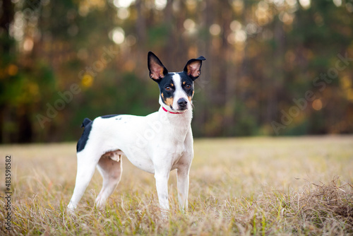 Rat Terrier in a clearing in the woods at sunset. Dog is standing on grass in the sun with trees in the background. Rat terrier portrait at the park. 
