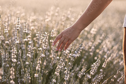 Harvesting season. Lavender bouquets in the bucket.