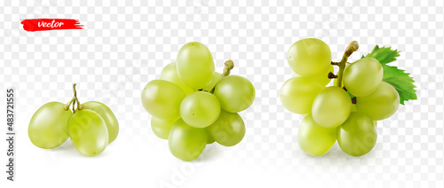 Set of green grape isolated on white. Realistic vector illustration of yellow grape.