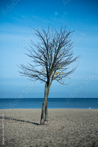 Samotne drzewko na plaży nad morzem.