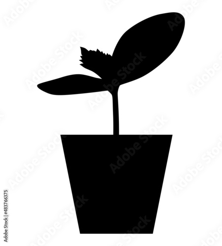 Silhouette of cucumber seedlings in a pot