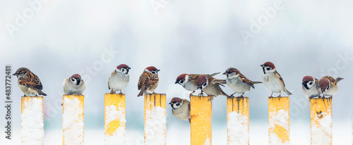panoramic photo with many small funny birds sparrows sitting on the fence in winter garden in the village