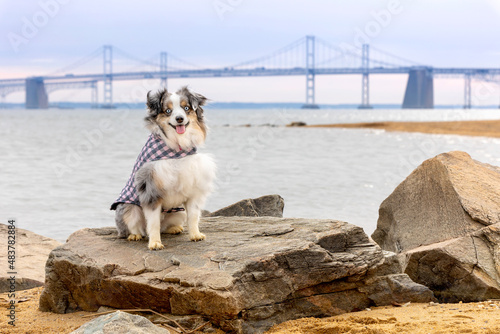 smiling dog at beach with chesapeake bay bridge in background