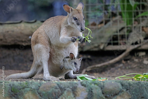 An Eastern hare wallaby mother is looking for food while holding her baby in a pouch on her belly. This marsupial has the scientific name Lagorchestes leporides. 