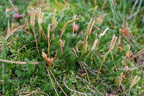 Lycopodium clavatum (common club moss or ground pine)