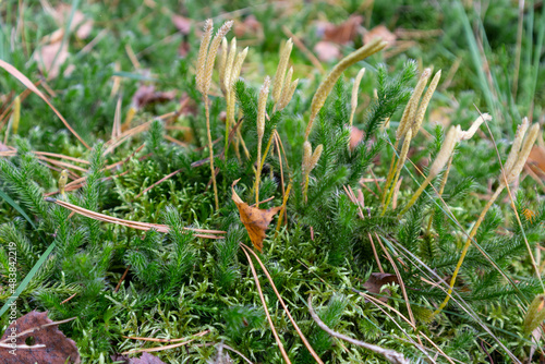 Lycopodium clavatum (common club moss or ground pine)