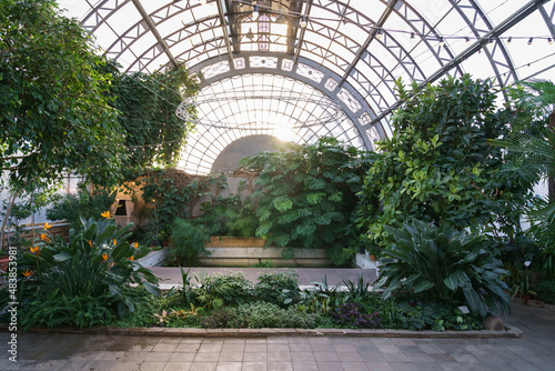 Winter garden orangery interior with evergreen tropical plants and monstera growing inside. Greenhouse with deciduous flora covered with green leaves under glass roof. Old glasshouse, botanical garden
