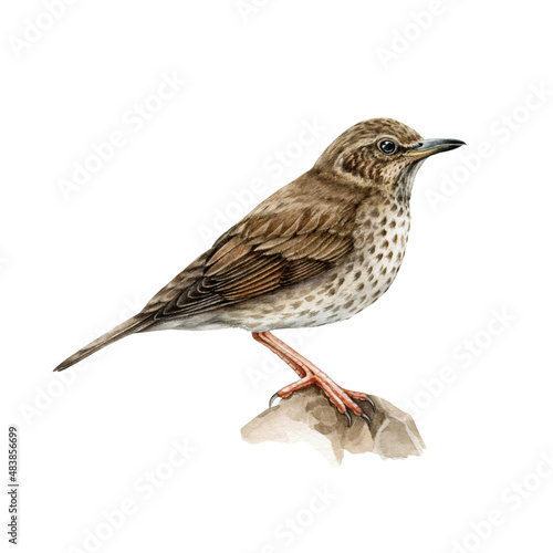 Song thrush bird watercolor illustration. Hand drawn realistic turdus philomenos. Beautiful small song bird wildlife forest animal. Thrush on the tree brunch. Isolated on white background