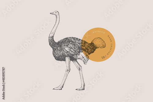 Hand-draw of a walking ostrich on a light background. Bird in vintage engraving style. Vector retro illustration.