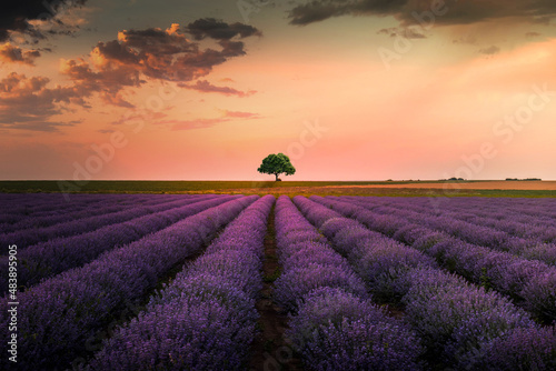 A beautiful lavender field during sunset in Bulgaria.