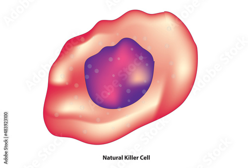 Natural killer cell structure (a type of cytotoxic lymphocyte critical to the innate immune system)