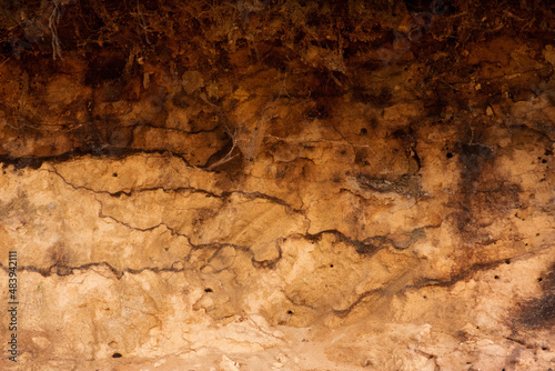 Podzol soil profile, caused by displacement of metal-humus complexes from the top layer to greater depth, where it forms dark horizonal fibers. In the pofile are several holes of insects, bees of wasp