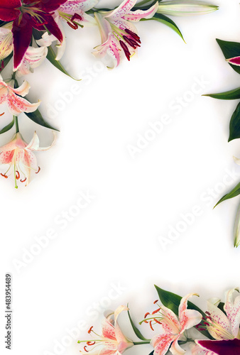 White flowers lilies with pink spots and maroon lilies on a white background with space for text. Top view, flat lay