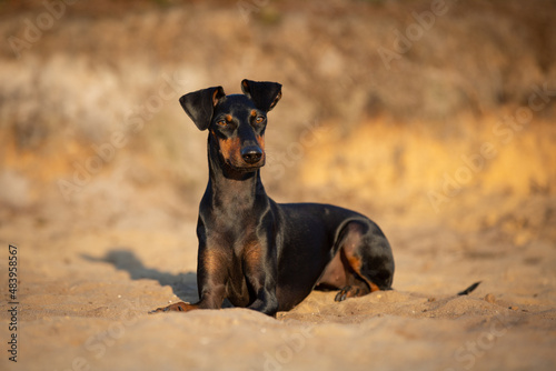 black and tan manchester terrier lying in the sand