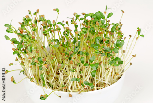Fenugreek microgreens in white bowl, front view over white. Ready to eat young leaves, shoots, sprouts and cotyledons of Trigonella foenum-graecum, used as herb, vegetable and in traditional medicine.