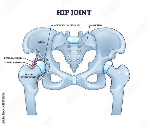 Hip joint structure with anatomical bone parts description outline concept. Labeled educational scheme with human sacrum, ilium, femoral head, joint capsule and femur thighbone vector illustration.