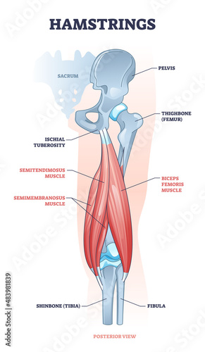 Hamstring posterior muscle anatomy with bones and ligaments outline diagram. Labeled educational scheme with leg body part from medical view vector illustration. Semimembranosus and semitendimosus.