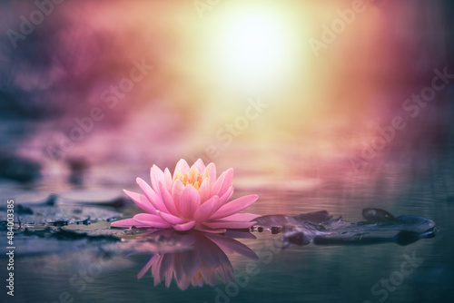 Lotus flower in water with sunshine 