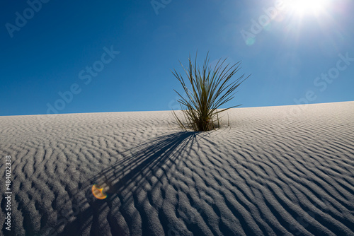 A yucca growing in White Sands National Park
