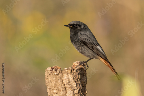 colirrojo tizon macho posado en una rama de encina (phoenicurus ochruros) Casares Andalucía España