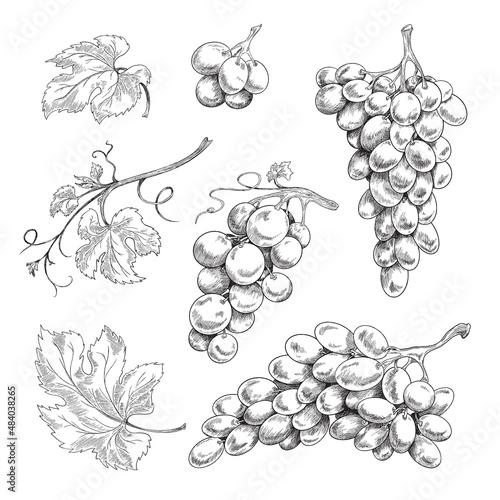Set of design elements with grapes, grapes and leaves. Vector black and white hand drawn sketch illustration of grape collection isolated on white background.