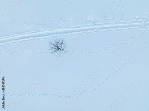  aerial view of winter tree in snow field