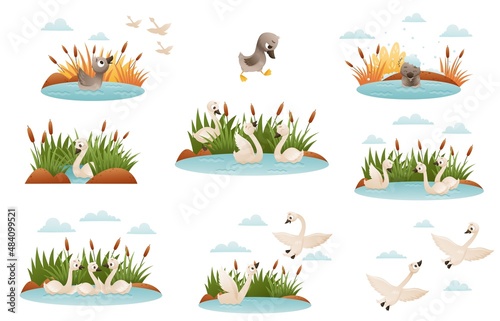 Ugly duckling fairy tale. Lonely duckling finding new family cartoon vector illustration