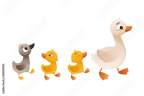 Goose family. Mother and her babyies. Ugly duckling fairy tale cartoon vector illustration