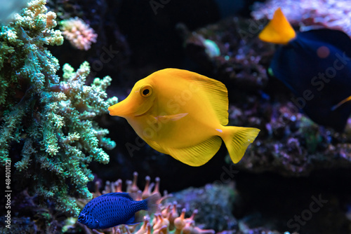 Yellow tang (Zebrasoma flavescens) it's popular to used as a pet in an aquarium.selective focus and Copy space for text