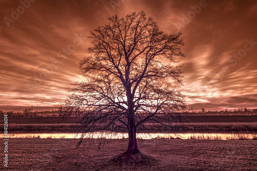 samotne drzewo nad rzeką na tle nierealnego nieba