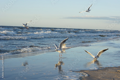 Mewy, fale i plaża, Rogowo 23.08.2014 r.