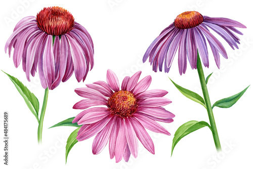 Purple Flowers echinacea on a white background. Watercolor botanical illustration, floral elements set, hand drawn