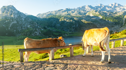 Asturian Mountain cattle cow sits on the lawn in a national park at sunrise