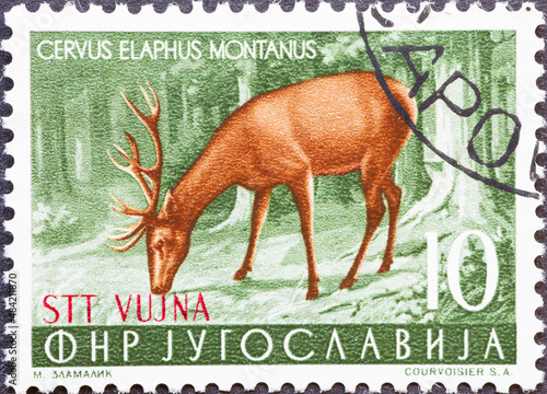 Yugoslavia - circa 1954: a postage stamp from Yugoslavia, showing an animal in the wild. Red Deer (Cervus elaphus)