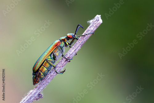 The Spanish fly (Lytta vesicatoria) is an aposematic emerald-green beetle in the blister beetle family (Meloidae). It is distributed across Eurasia.