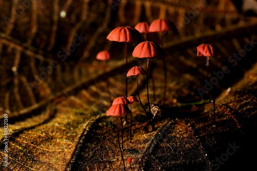 Mycena adonis um fungo ou cogumelo vermelho de chapéu em forma de sino com caule fino crescendo em folhas secas. 