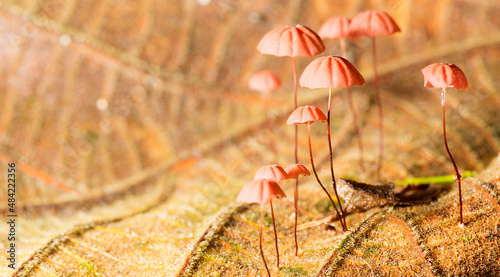 Mycena adonis um fungo ou cogumelo vermelho de chapéu em forma de sino com caule fino crescendo em folhas secas. 