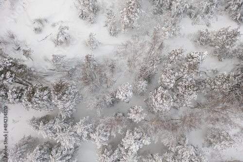 Tall trees under the snow. Pine forest under snow in winter. Winter landscape from the air. Finland, Espoo, Scandinavia..