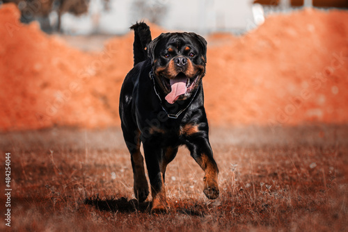 Black and brown rottweiler dog walking outdoors on grass in autumn.