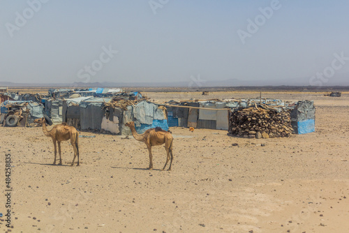 Village and skinny camels in Afar region, Ethiopia.