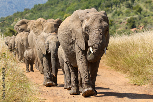 African Bush Elephant, Pilanesberg National Park