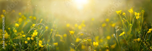 Spring nature blurred banner of wild buttercup flowers. Sunset, sunrise in a spring meadow, in a field