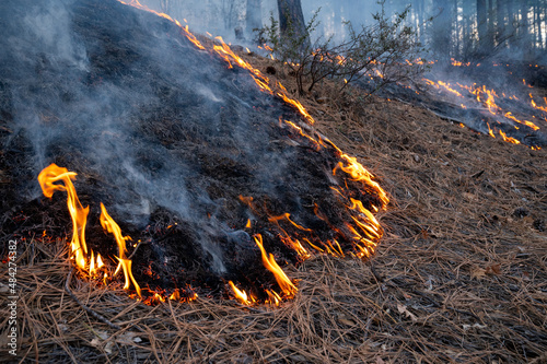 Controlled burn in Prescott national forest