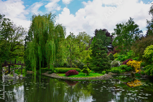 ogród japoński latem, wierzba i klon palmowy nad wodą, Salix × sepulcralis and Acer palmatum