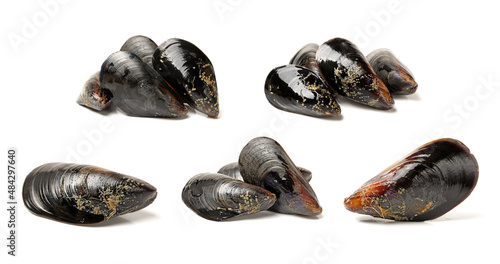 Fresh mussel on white background