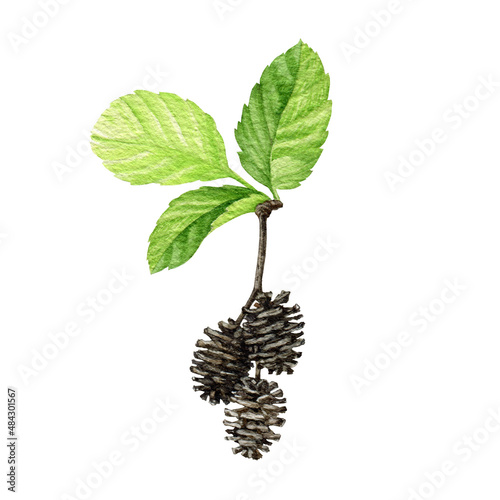 Alder tree leaf and fruit illustration. Hand drawn floral botanical illustration. Natural herb, organic alder tree element on white background. Green leaves and catkins elements